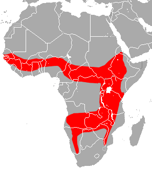 Ruppell's Horseshoe Bat area.png