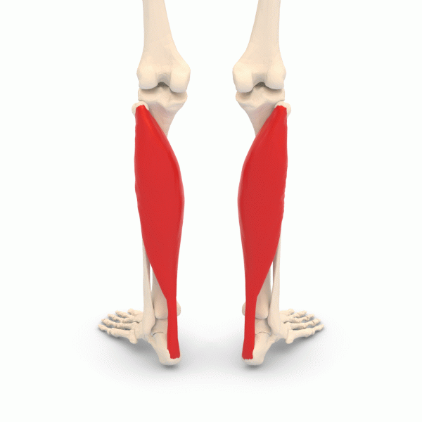 Soleus muscle - animation