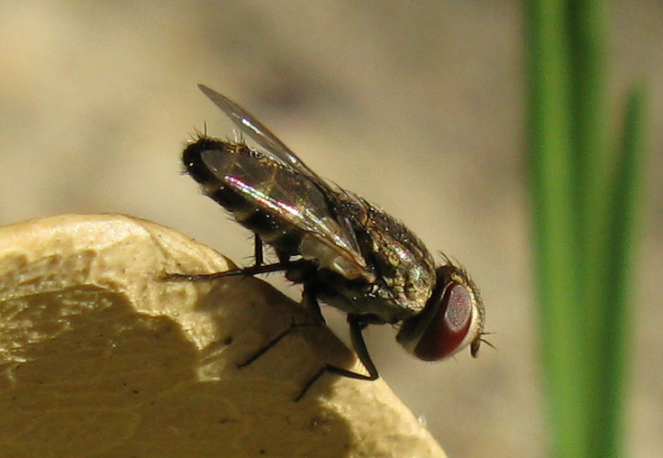 Diptera Sarcophagidae Miltogramminae Craticulina showing arista Kleptoparasite of Philanthus (cropped)