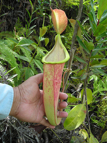 Nepenthes rafflesiana hybrid
