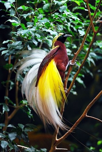 Cenderawasih Bird - Papua