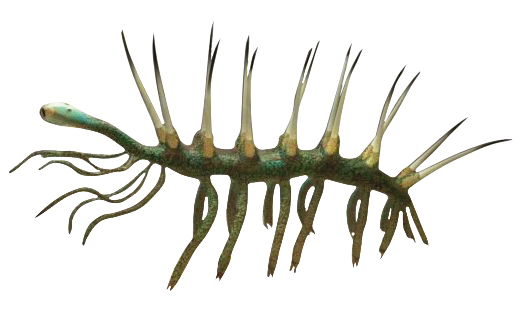 H. sparsa (white background)