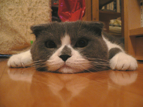 Scottish Fold Facts For Kids