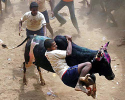 Bullriding-India-PONGAL festival-Tamiword25
