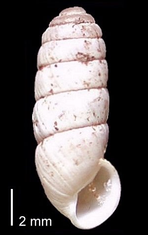 Cylindrus obtusus.jpg