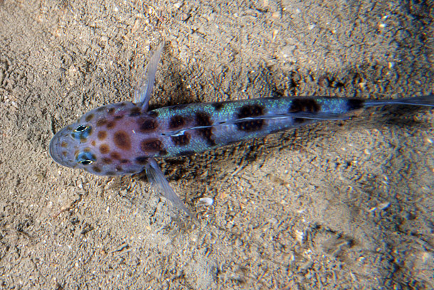 Thorogobius ephippiatus (Stefano Guerrieri)