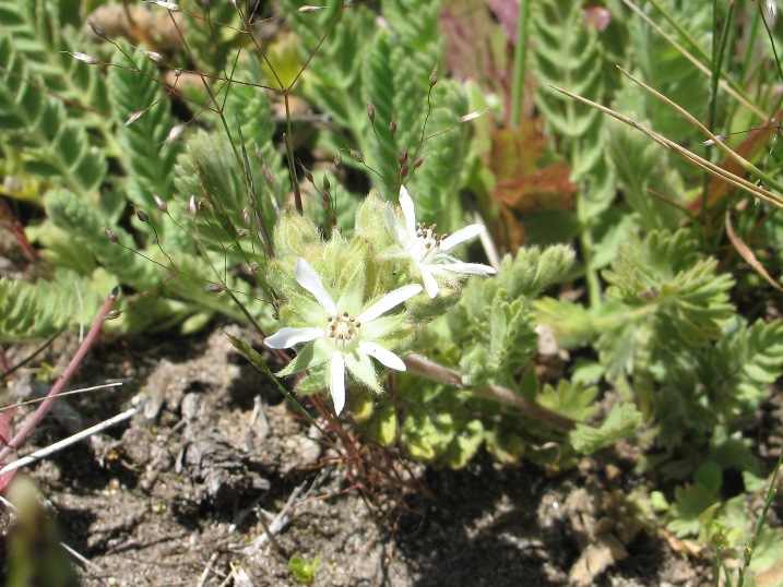 Horkelia marinensis