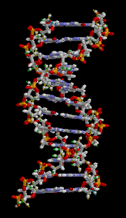 ADN animation