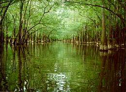 Congaree swamp