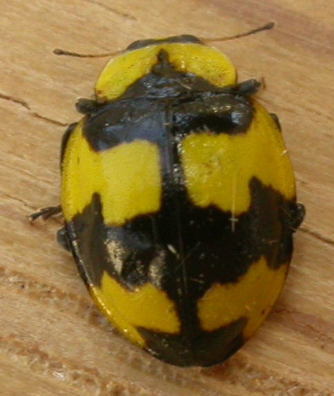 Illeis galbula from above, wood background