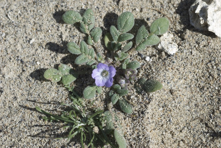 Phacelia douglasii var. petrophila
