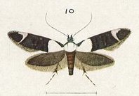 Fig 10 Plate XXXI The butterflies & moths of New Zealand (cropped)