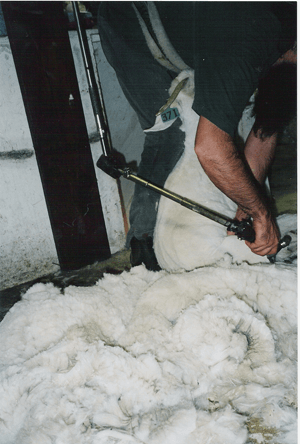 Cashmeregoat shearing