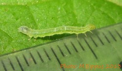 Ctenoplusia limbirena-juvenile caterpillar
