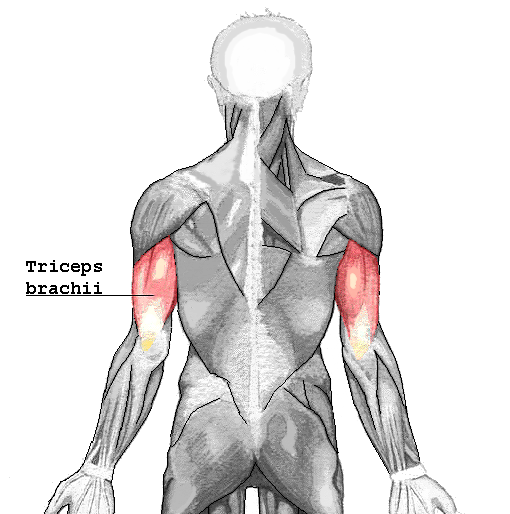 Triceps brachii