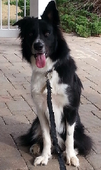 Buddy the border collie at one years old