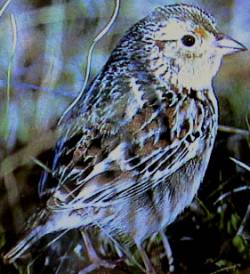 GrasshopperSparrow23