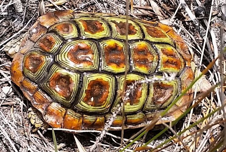 Homopus areolatus 166592733 (cropped)