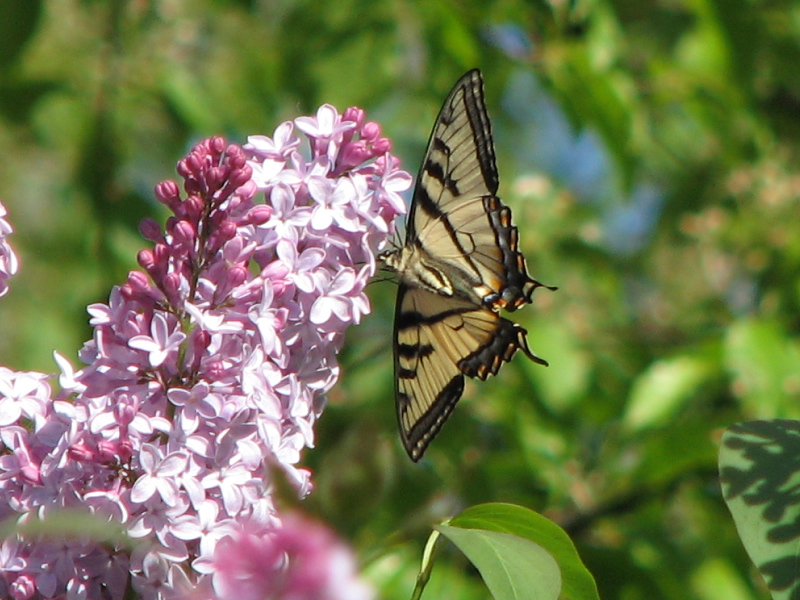 CanadianTigerSwallowtail.underside
