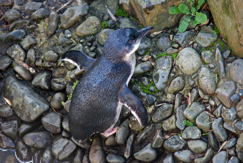 Eudyptula minor -Wellington Zoo, New Zealand-8a (1)