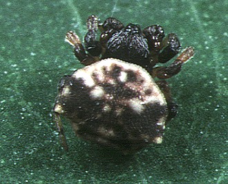 Thelacantha brevispina male - Tanikawa
