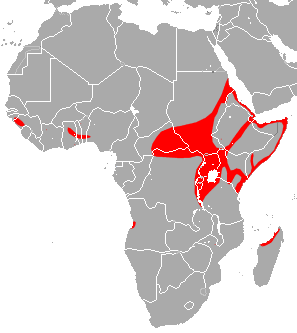 African Sheath-Tailed Bat area.png