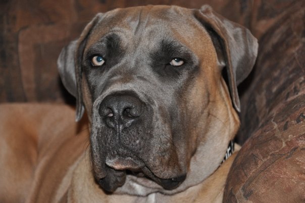 Cane Corso Facts for Kids