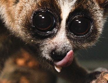Sublingua of a slow loris 001