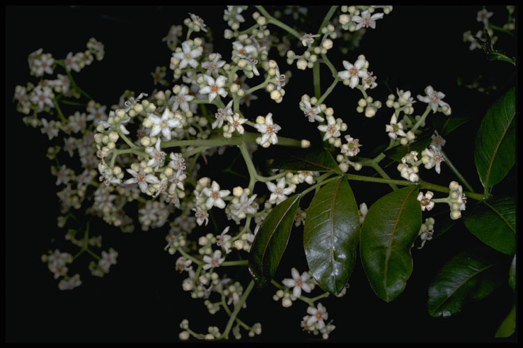 Flindersia australis flowers