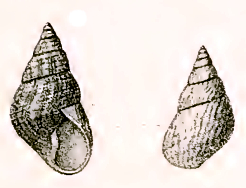 Phasianotrochus irisodontes 001.jpg