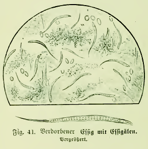 Illustration of vinegar eels