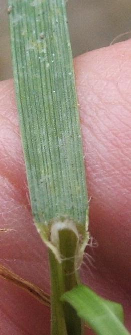 Lolium perenne showing ligule and ribbed leaf