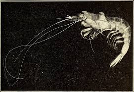 Marine isopods