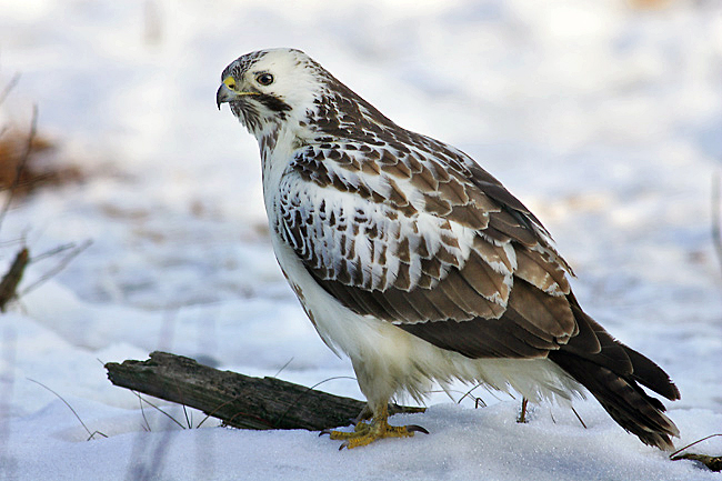 Common buzzard Facts for Kids