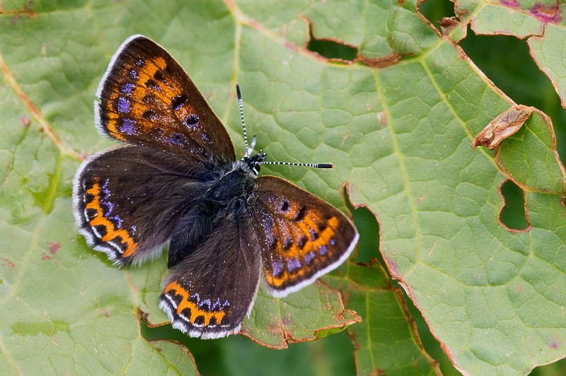 Lycaena helle female