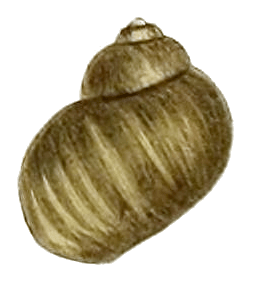 Lithoglyphus naticoides shell 2