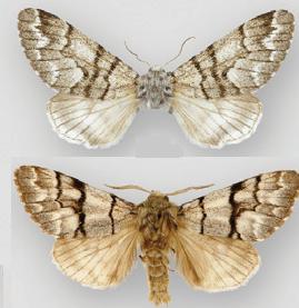 Panthea furcilla furcilla