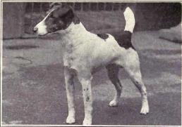 Fox Terrier (smooth) from 1915
