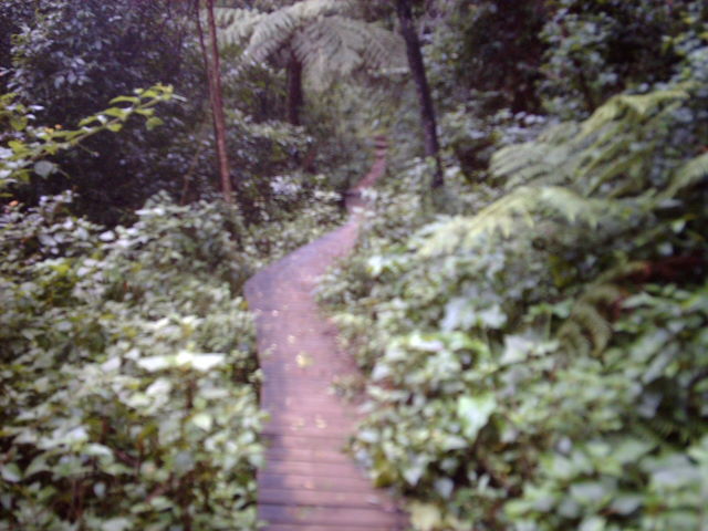 Mount Keira Ring Track