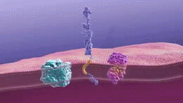 Alzheimers disease beta-amyloid plaque formation-2.gif