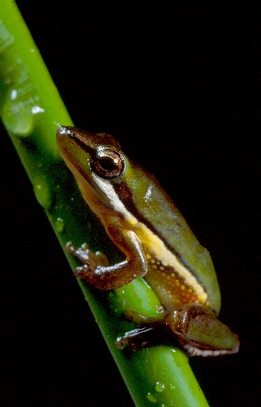 Wallum Sedgefrog is a ‘vulnerable’ species living on Straddie