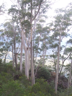 Eucalyptus oreades - Narrow Neck Katoomba.JPG