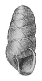 Edentulina moreleti shell 2