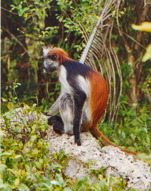 Red Colobus monkey