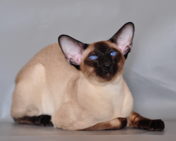 Siamese cat