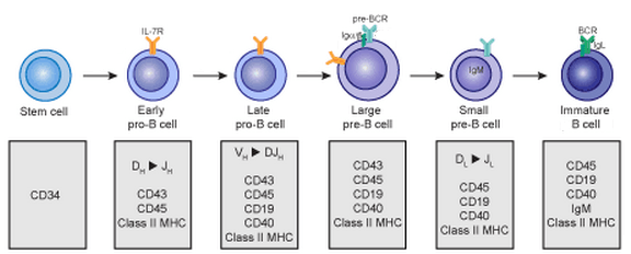 Stages Of B Cell Development