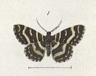 Fig 1. Plate XV The butterflies & moths of New Zealand (cropped).jpg
