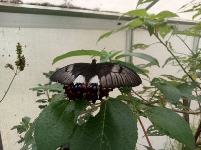 Orchard Swallowtail Butterfly at JTButterflies