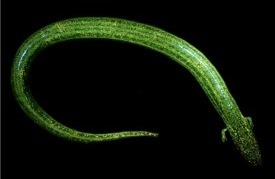 Pseudobranchus striatus biofluorescence - 41598 2020 59528 Fig1 (cropped) (cropped)