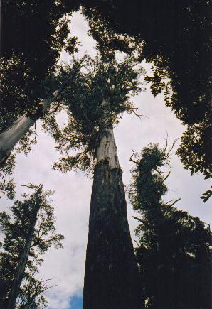 Tasmania logging 02 Worlds tallest flowering plant